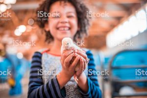 Girl is holding chicken in her hands on a farm in Australia.